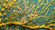 A feather star attached to a gorgonian sea fan at Cassini Island